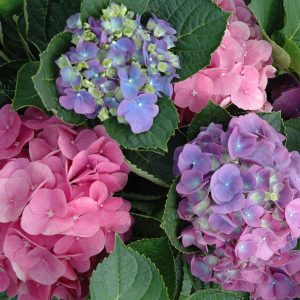 Hydrangea quercifolia 'Bocotoso' Toy Soldier™ PPAF
